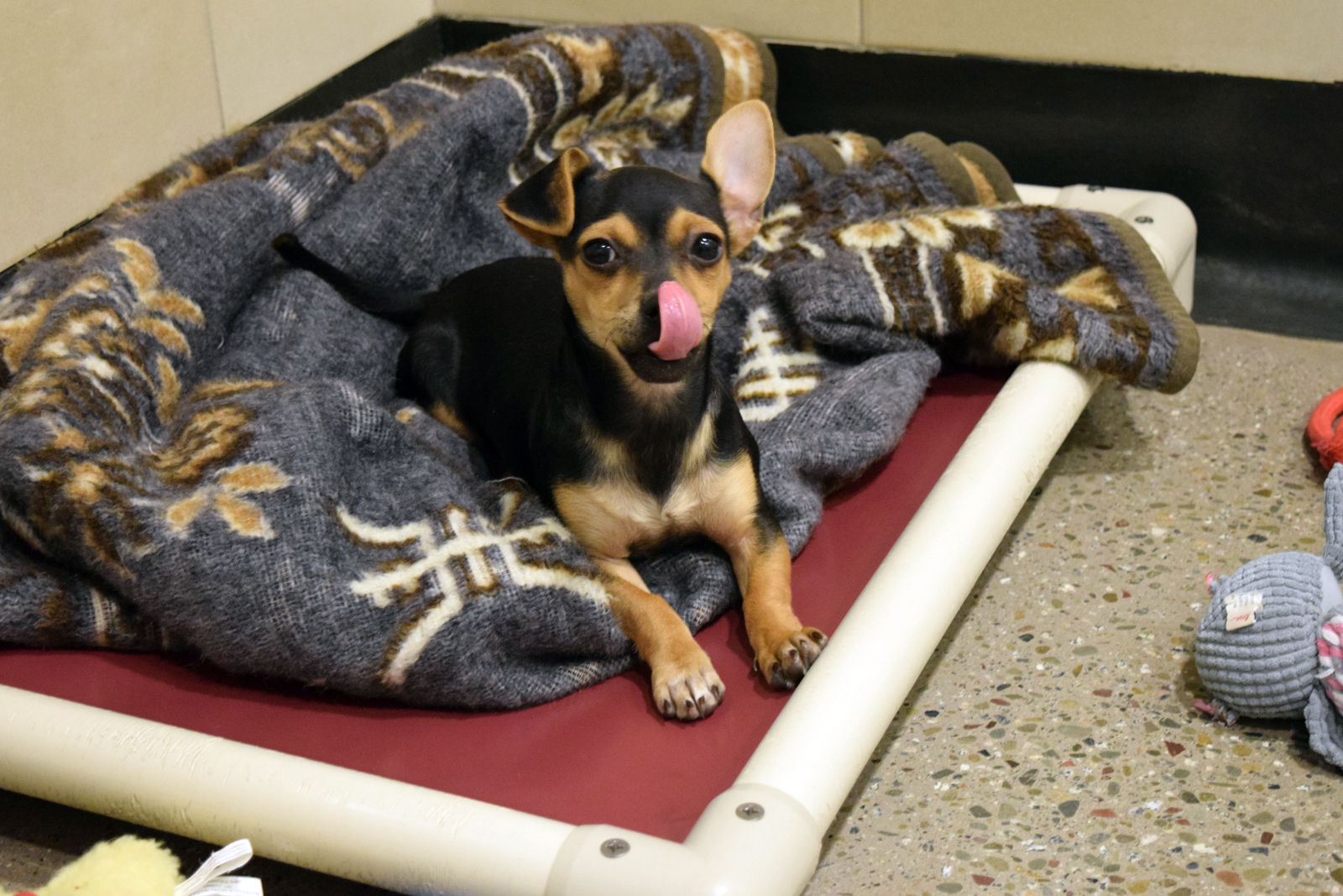 Pets in Need